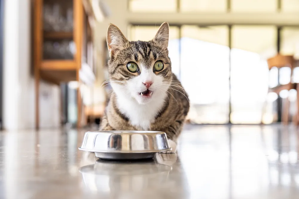 Can Cats Eat Bananas? A Guide to Feline Fruit Safety